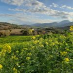 Soc. Agr. Terre Verdi - Cover crops in fioritura