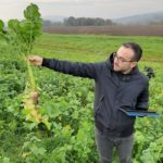 Soc. Agr. Tenute Pieralisi - Monitoraggio crescita cover crops