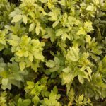 Soc. Agr. Lucangeli Aymerich di Laconi - Tenuta di Tavignano - Cover crop