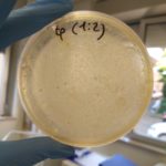 Conta batterica di aerobi totali (terreno PCA)