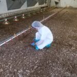 Prelievo di feci fresche dalla lettiera in allevamento