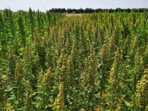 quinoa