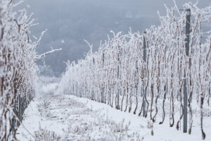 vigneto in inverno