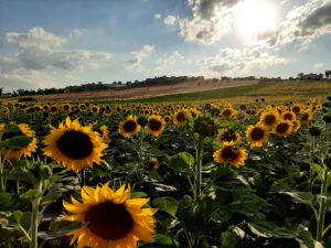 agricoltura bio-rigenerativa