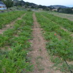 Coltivazione strip di zucchino