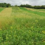 Strip cropping nell'az. agr. I Lubachi
