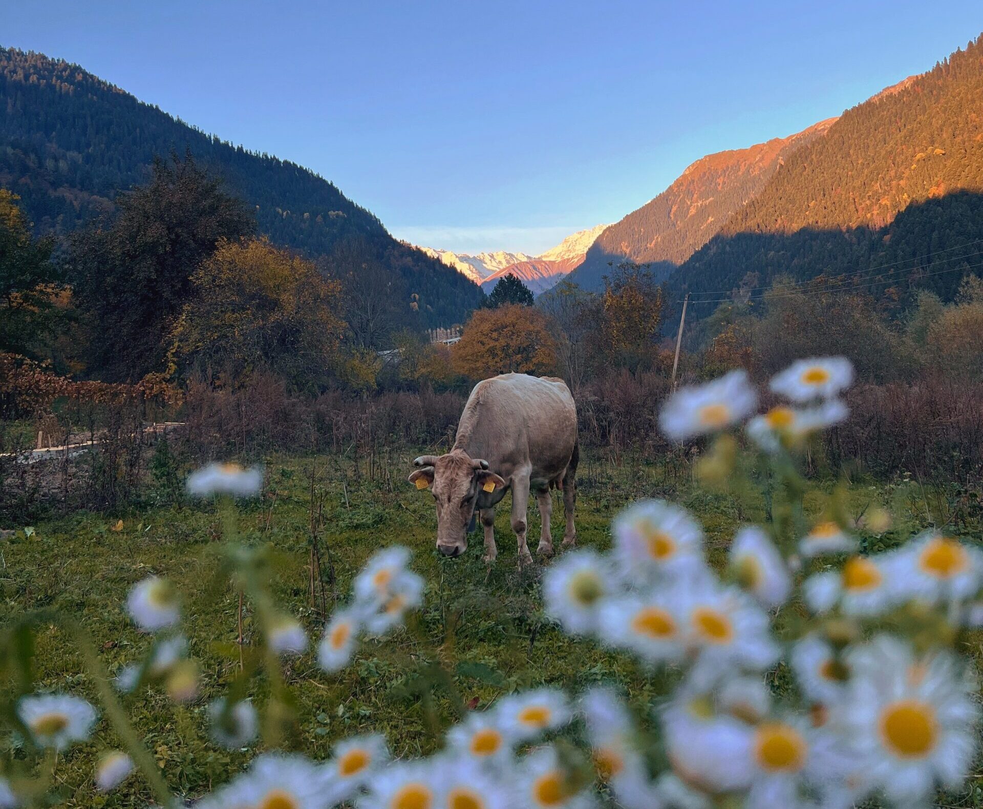 mucca al pascolo