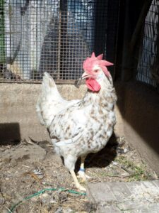 gallina marchigiana