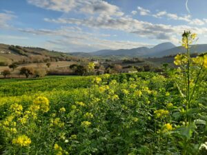 cover crops