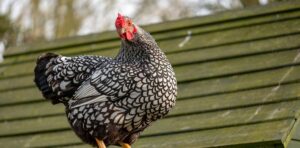gallina ancona