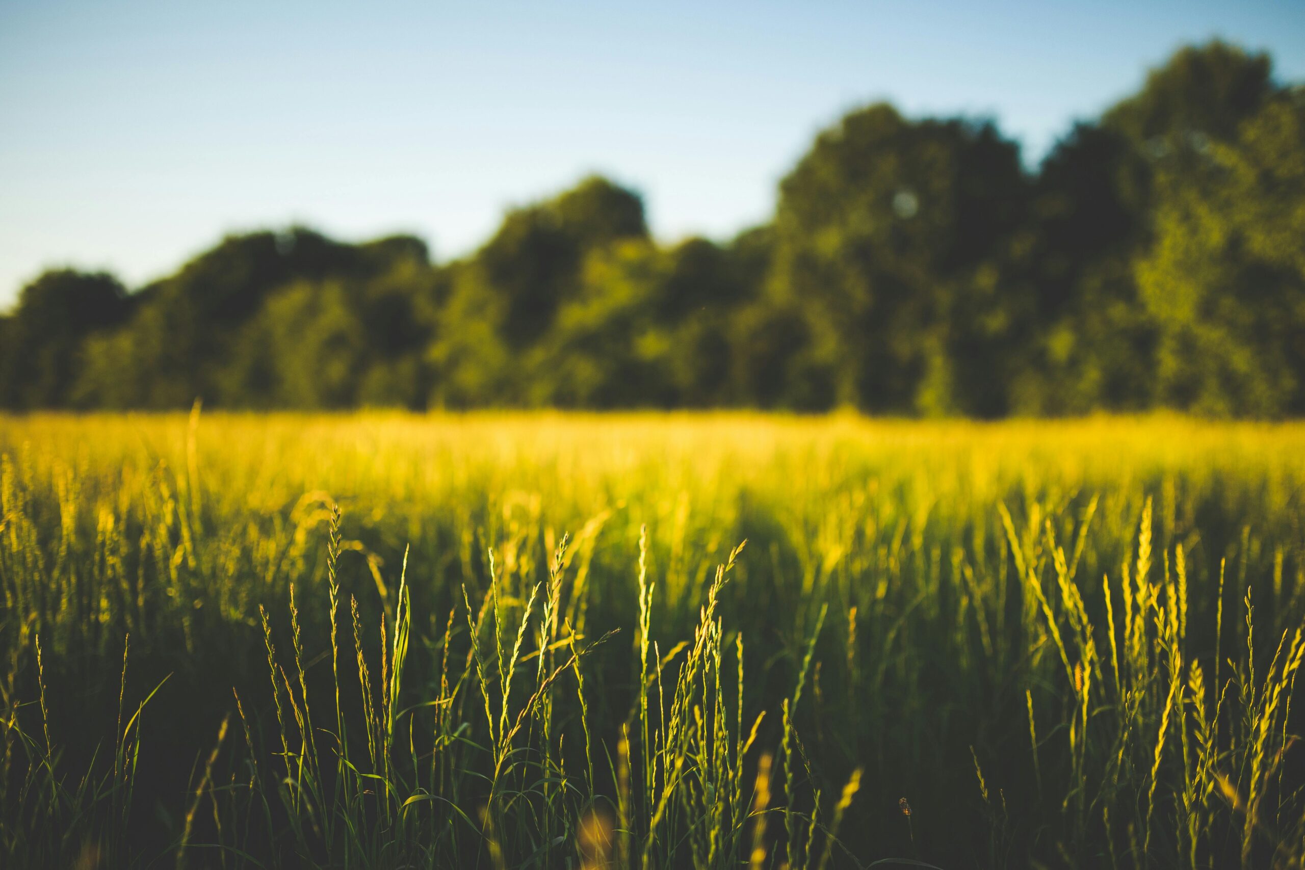 costi nascosti dei sistemi agroalimentari