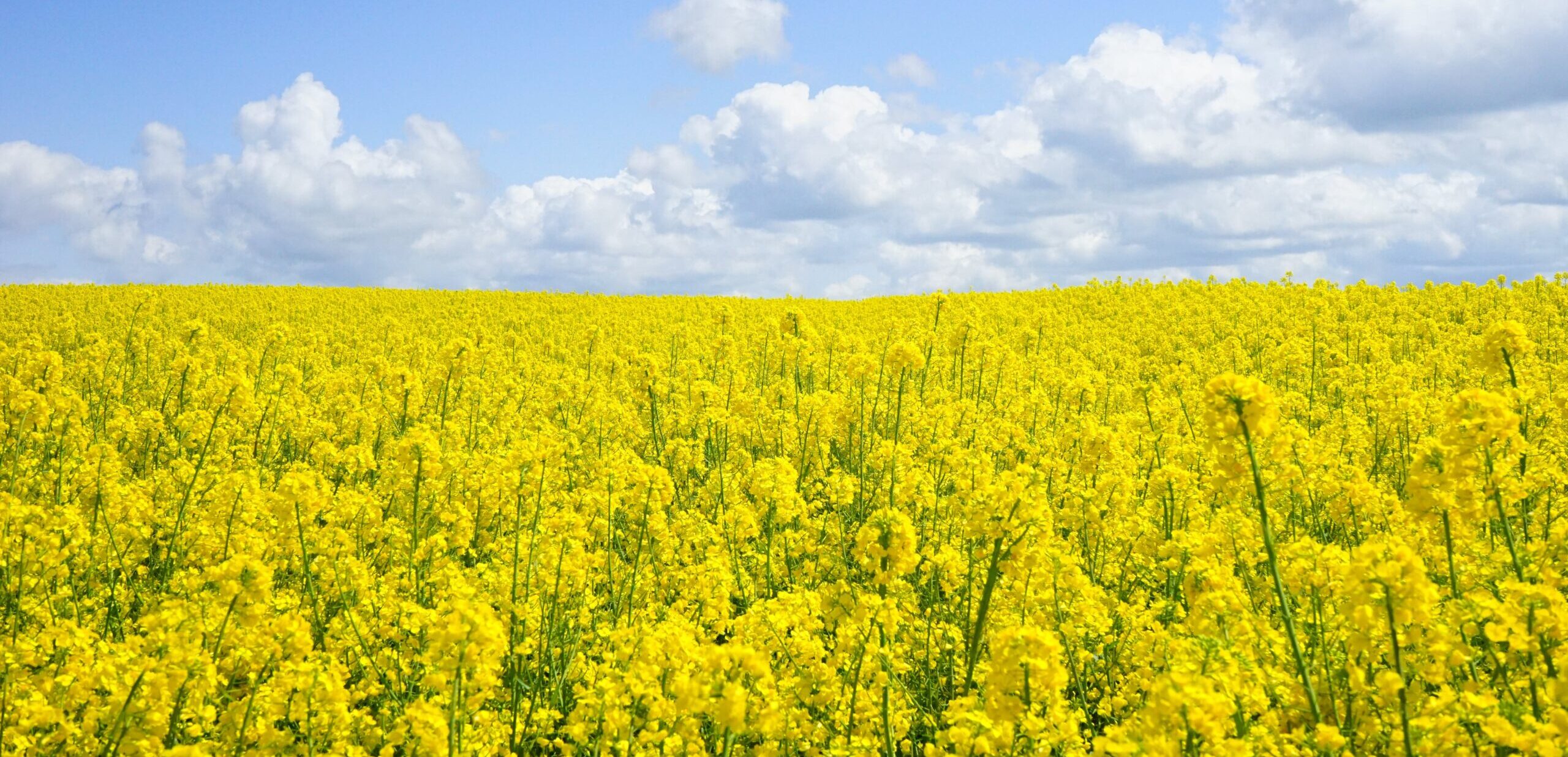 Carbon farming agricoltura bio-rigenerativa
