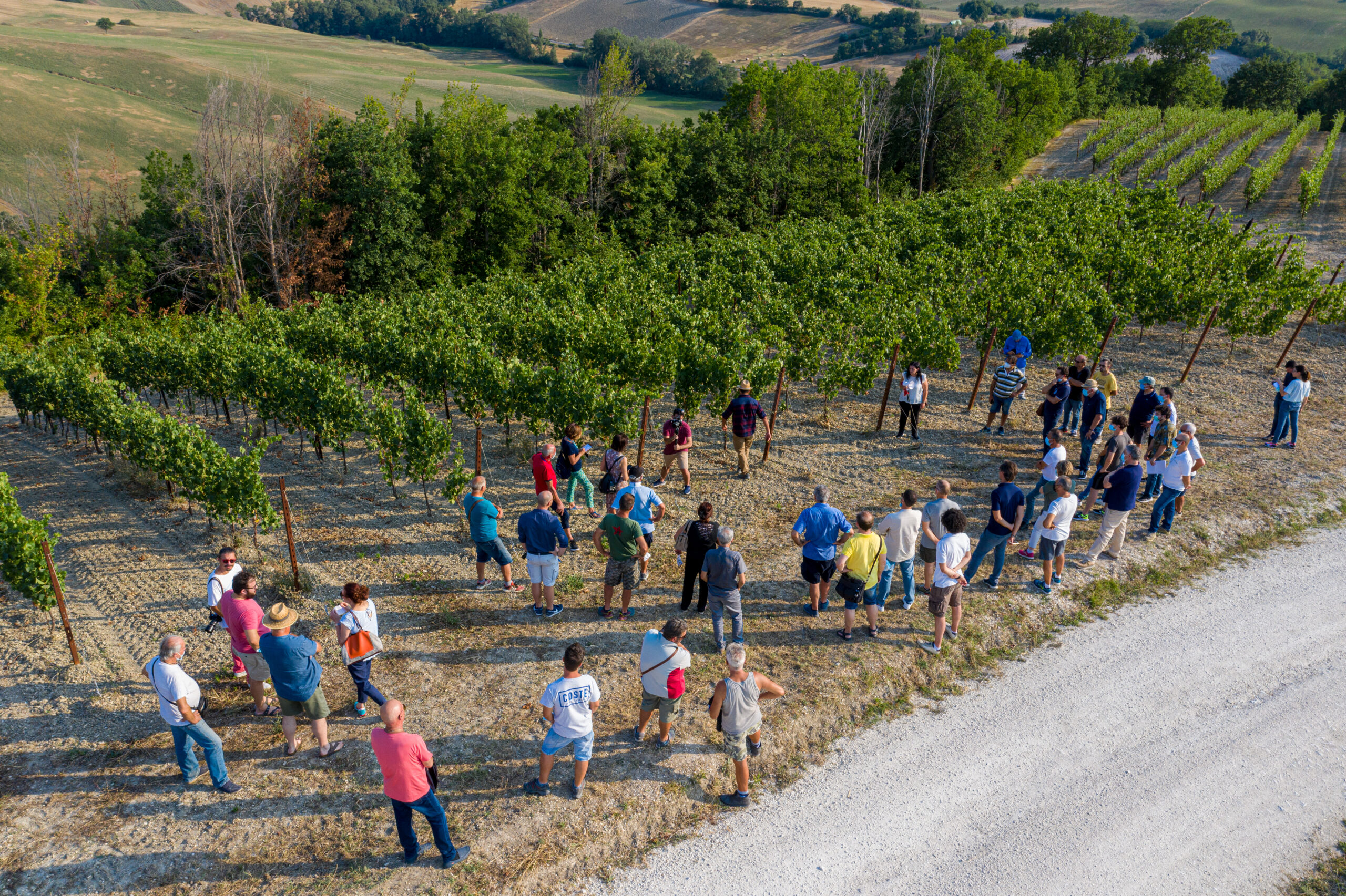 new vineyard