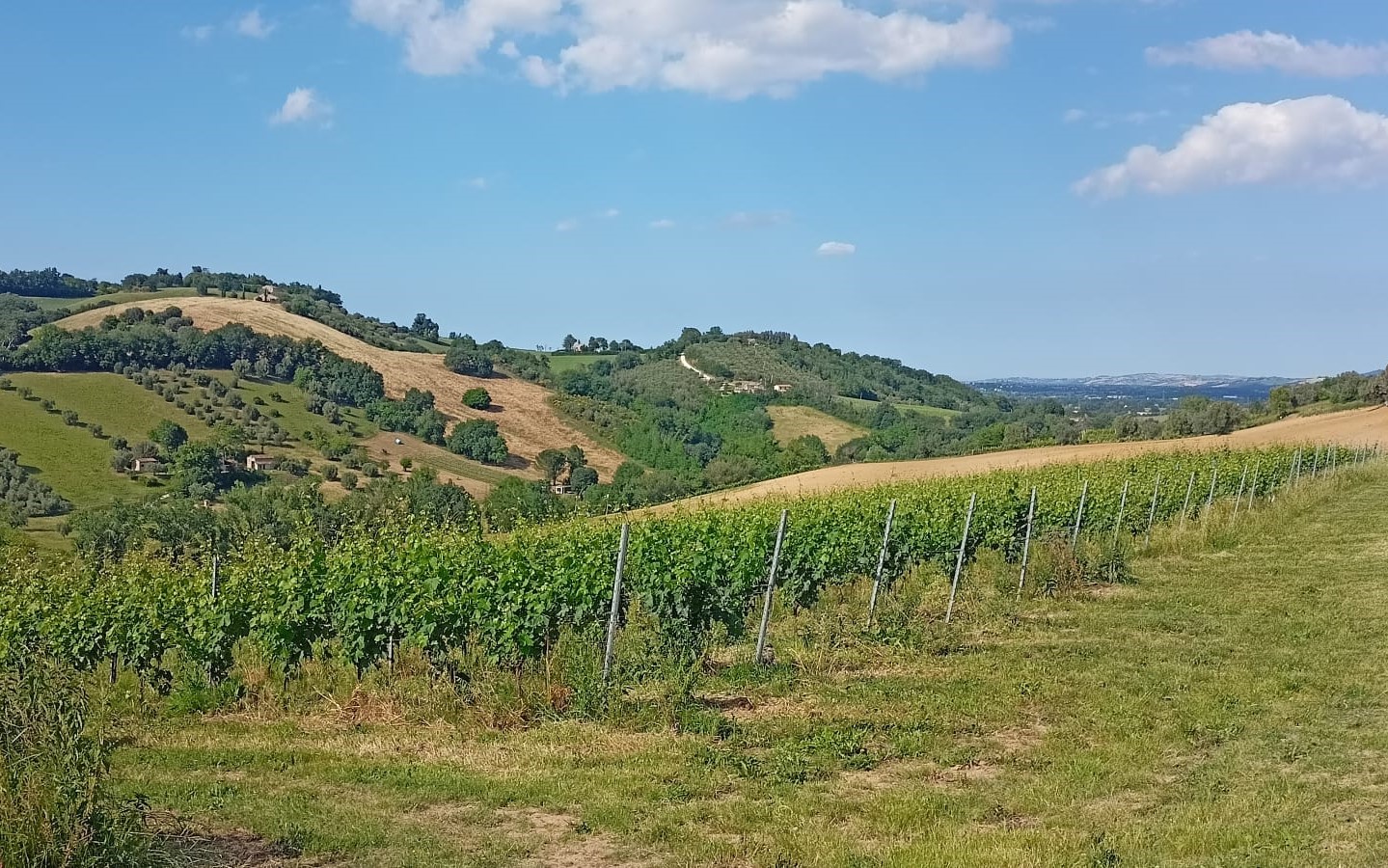 Azienda agricola Cantori Edoardo